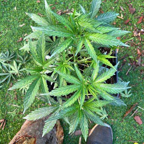 FruitSpirit growlog timeline photo