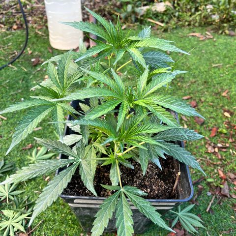 FruitSpirit growlog timeline photo