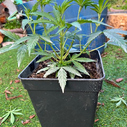 FruitSpirit growlog timeline photo