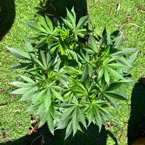 AK420 #1 growlog timeline photo