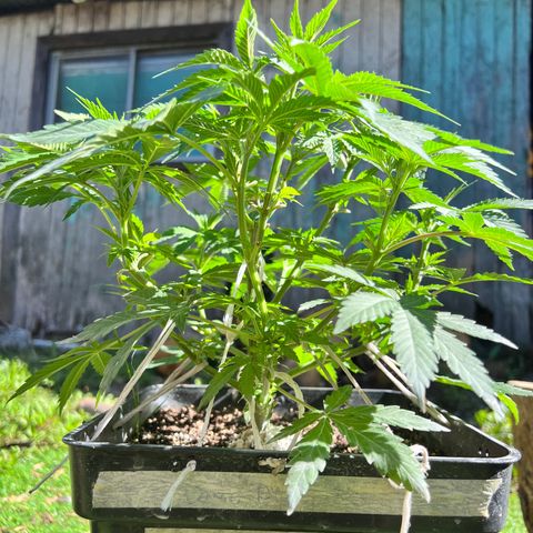 AK420 #1 growlog timeline photo