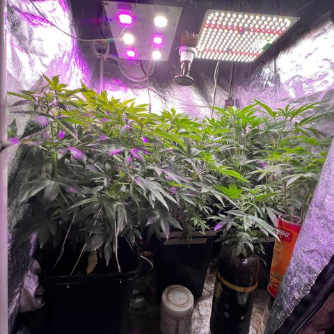 AK420 #1 growlog timeline photo