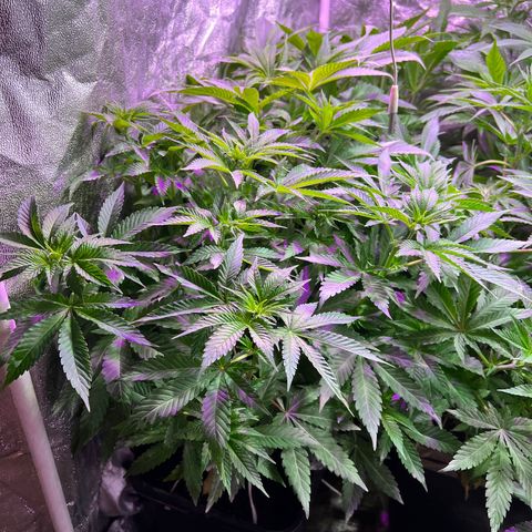 AK420 #1 growlog timeline photo