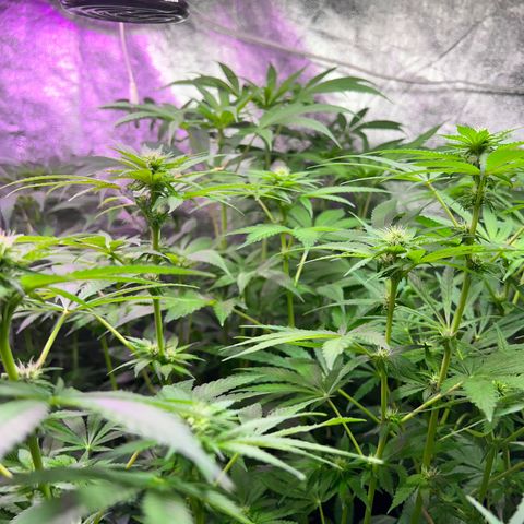 AK420 #1 growlog timeline photo