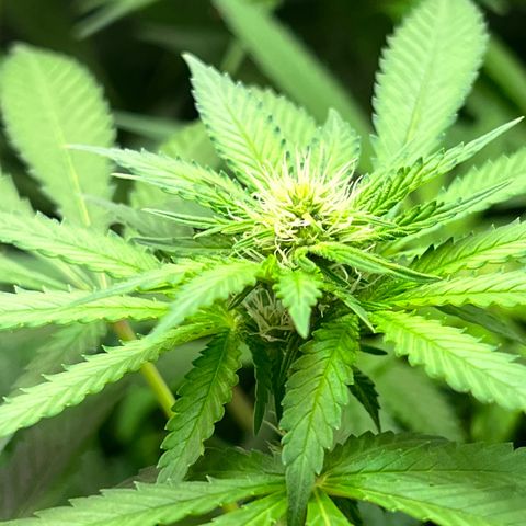 AK420 #1 growlog timeline photo