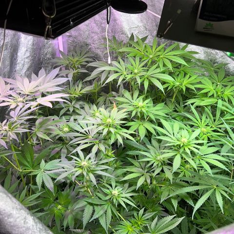 AK420 #1 growlog timeline photo
