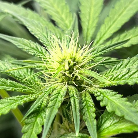 FruitSpirit growlog timeline photo