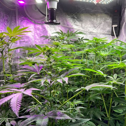 FruitSpirit growlog timeline photo