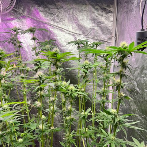 FruitSpirit growlog timeline photo