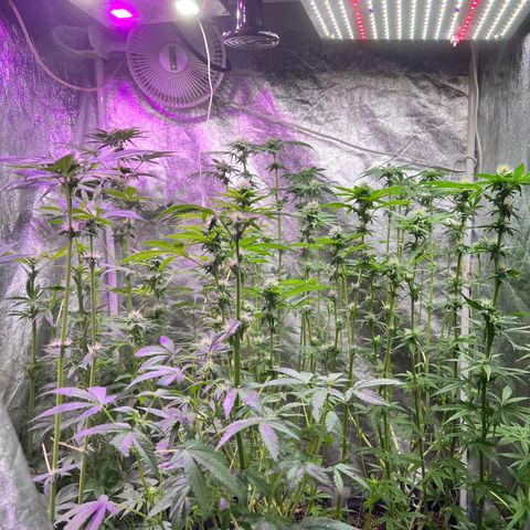 AK420 #1 growlog timeline photo