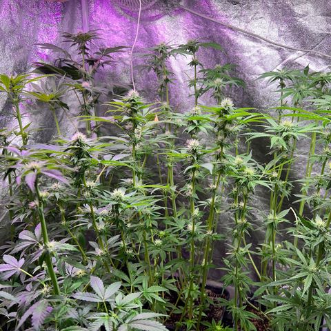 AK420 #1 growlog timeline photo