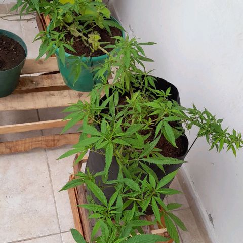 Mango Biche #1 growlog timeline photo