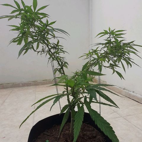 Mango Biche #1 growlog timeline photo
