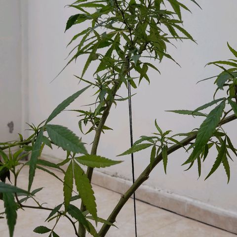 Mango Biche #1 growlog timeline photo