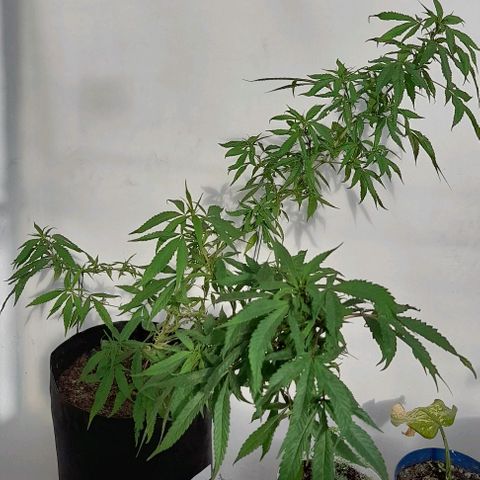 Mango Biche #1 growlog timeline photo