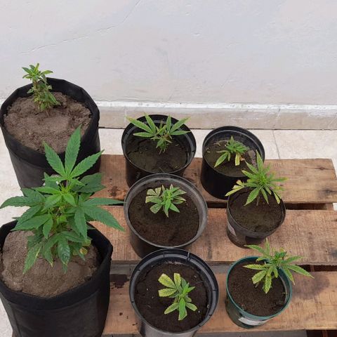 Mango Biche #1 growlog timeline photo