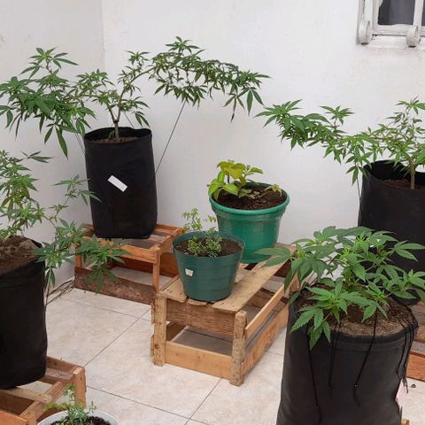 Mango Biche #1 growlog timeline photo