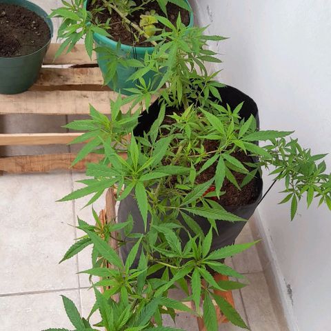 Mango Biche #1 growlog timeline photo