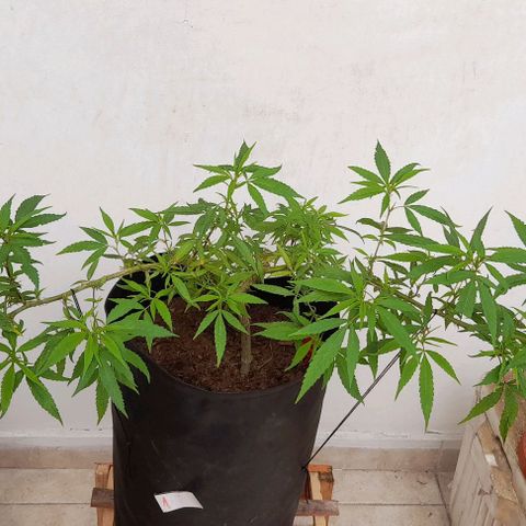 Mango Biche #1 growlog timeline photo