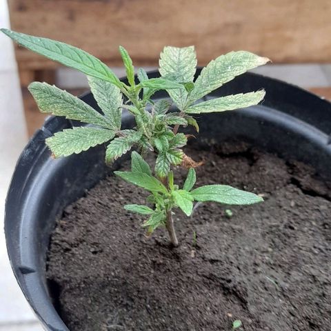 Afgana #2 growlog timeline photo