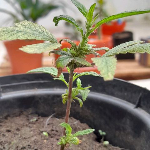 Afgana #2 growlog timeline photo