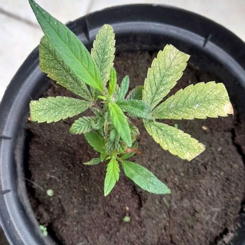 Afgana #2 growlog timeline photo