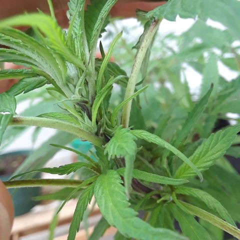 Mango Biche #1 growlog photo: Preflores