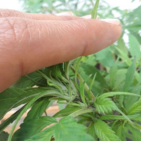 Mango Biche #1 growlog photo: Preflores