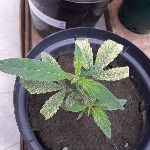 Afgana #2 growlog timeline photo