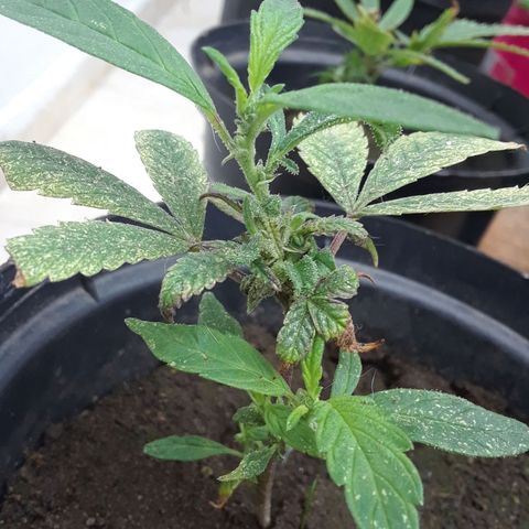 Afgana #2 growlog timeline photo