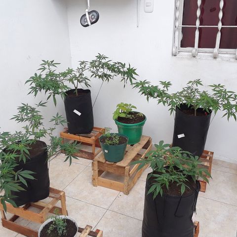 Mango Biche #1 growlog timeline photo