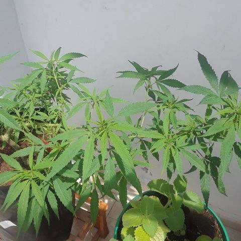 Mango Biche #1 growlog timeline photo