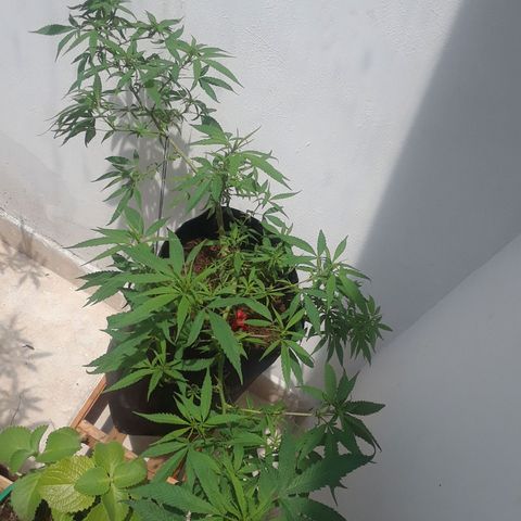 Mango Biche #1 growlog timeline photo