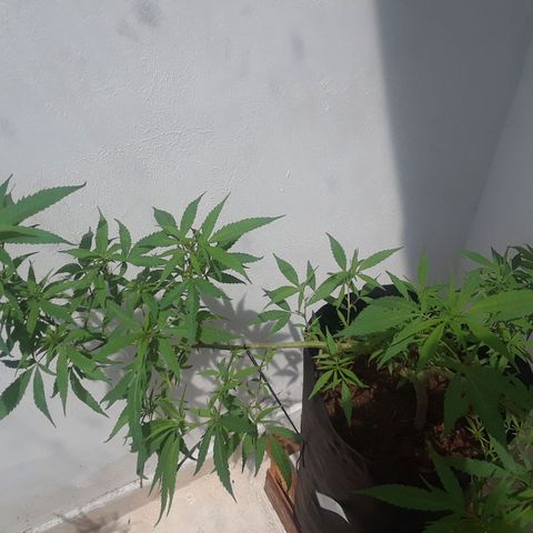 Mango Biche #1 growlog timeline photo
