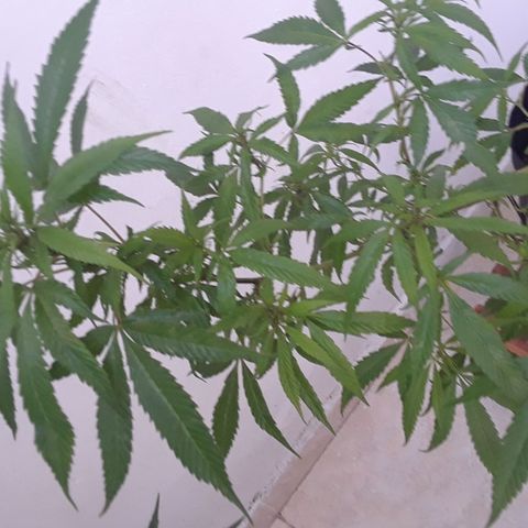 Mango Biche #1 growlog timeline photo