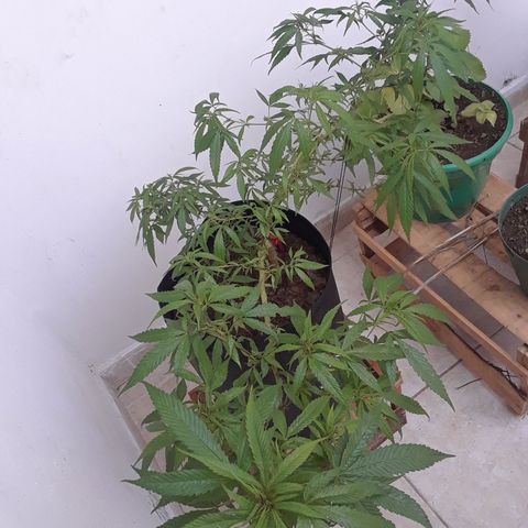 Mango Biche #1 growlog timeline photo