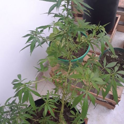 Mango Biche #1 growlog timeline photo