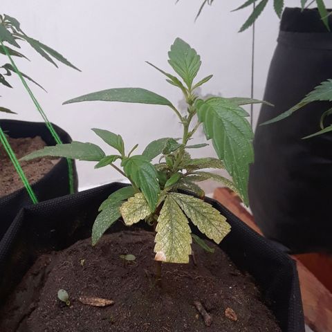 Afgana #2 growlog timeline photo