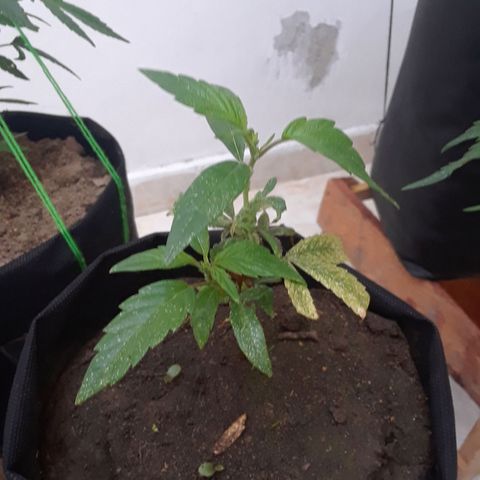 Afgana #2 growlog timeline photo