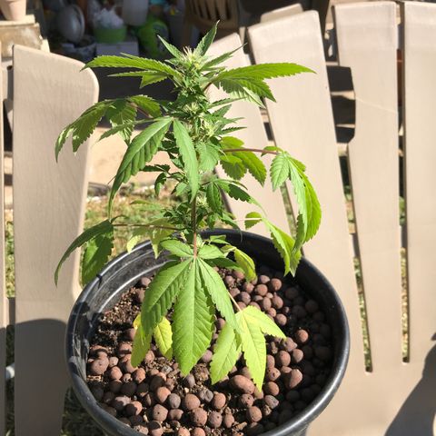 Lucia (aka: Maria de la Luz) growlog photo: Transplanted 9/25/21(night)
