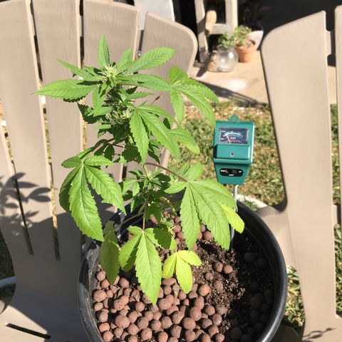Lucia (aka: Maria de la Luz) growlog photo: PH between 7-8