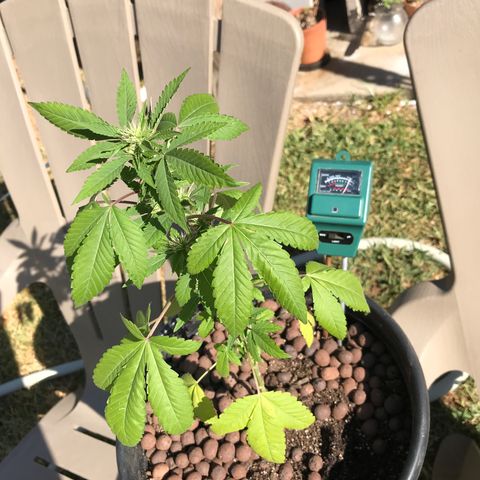 Lucia (aka: Maria de la Luz) growlog photo: Leaves a little droopy / enough water 