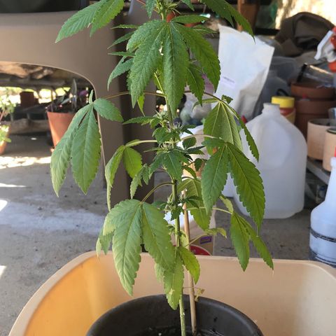 Lucia (aka: Maria de la Luz) growlog photo: Picture taken before Transplant 9/24 (night)