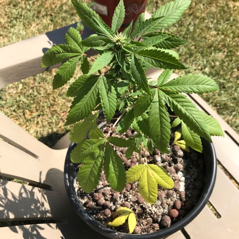 Lucia (aka: Maria de la Luz) growlog timeline photo
