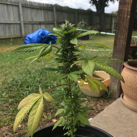 Lucia (aka: Maria de la Luz) growlog photo: Moved soil around a bit for oxygen. Worried that I may have disturbed the roots a little.