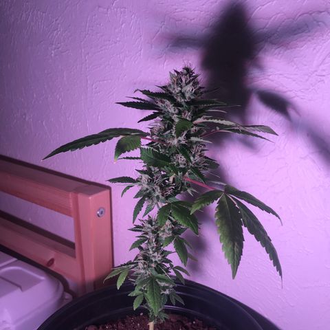 Lucia (aka: Maria de la Luz) growlog photo: 1.3 cups water w/Bone Meal & Miracle-Gro edibles food