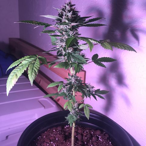 Lucia (aka: Maria de la Luz) growlog photo: 1.3 cups water w/Bone Meal & Miracle-Gro edibles food