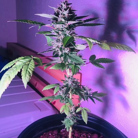 Lucia (aka: Maria de la Luz) growlog photo: 1.3 cups water w/Bone Meal & Miracle-Gro edibles food