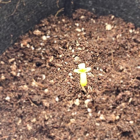 Strawberry Cola Sherbet Fast Version growlog timeline photo