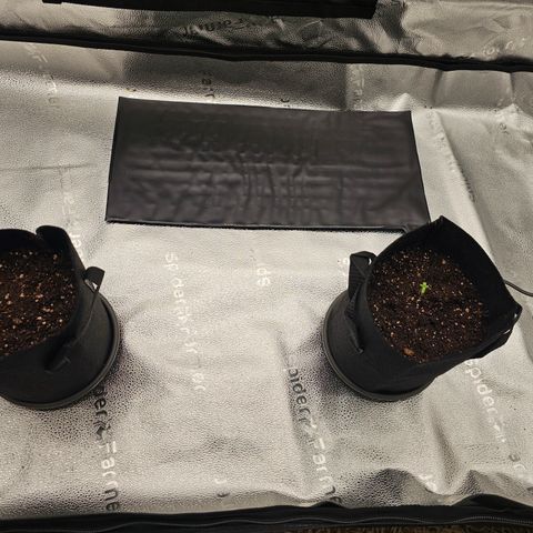 Strawberry Cola Sherbet Fast Version growlog timeline photo
